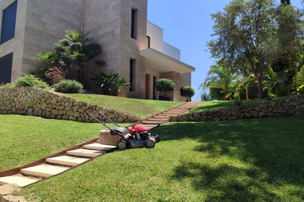 Poda en altura palmeras y pinos