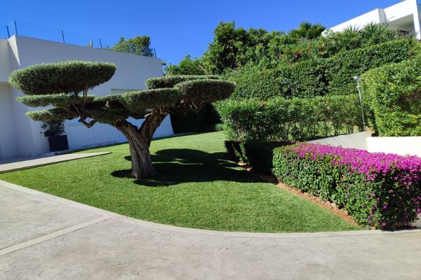Poda en altura palmeras y pinos