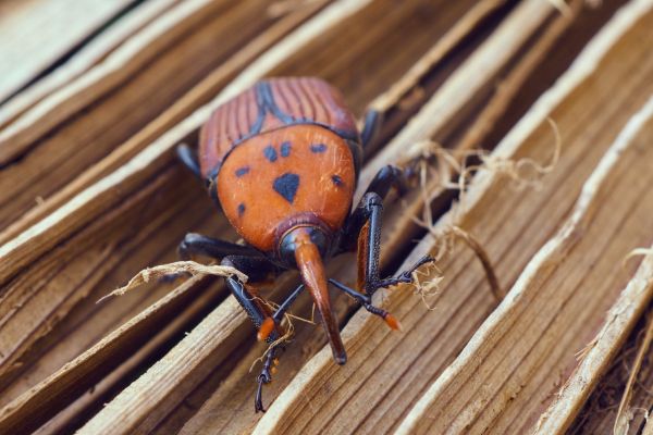 Poda en altura palmeras y pinos