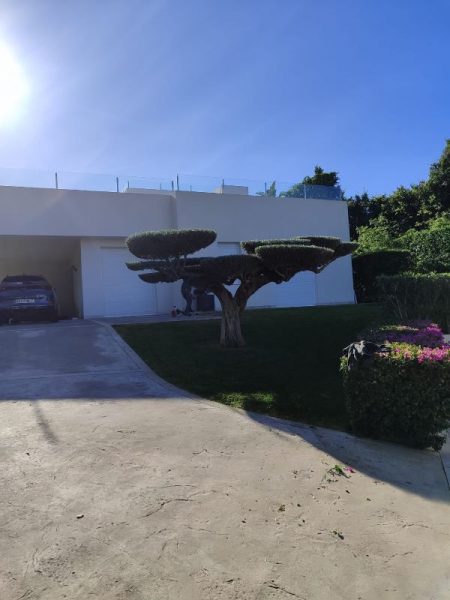 Poda d earboles, mantenimiento de jardines Mallorca