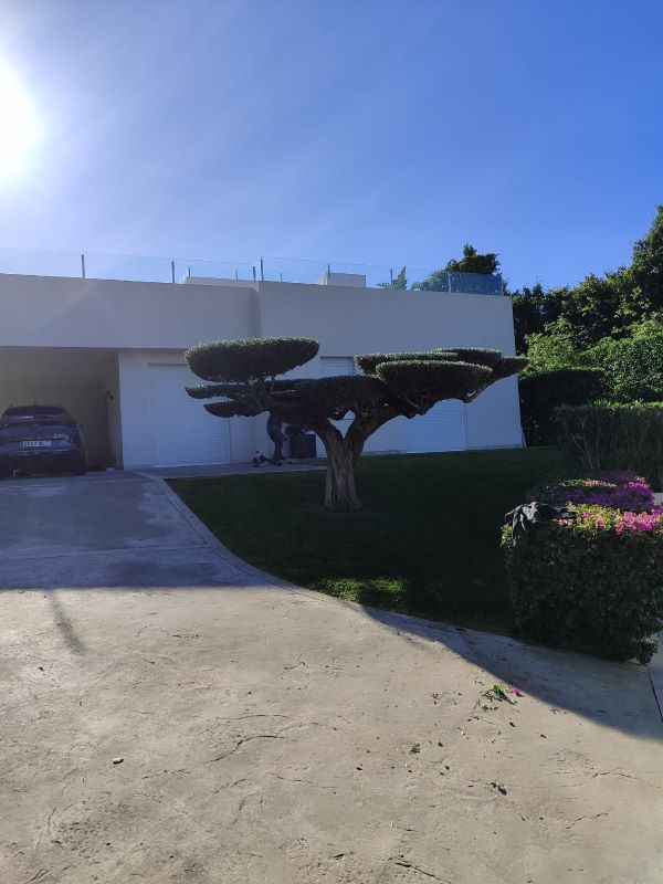 Poda d earboles, mantenimiento de jardines Mallorca