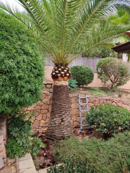 Poda de Palmeras, mantenimiento de jardines en Mallorca