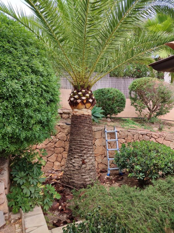 Poda de Palmeras, mantenimiento de jardines en Mallorca