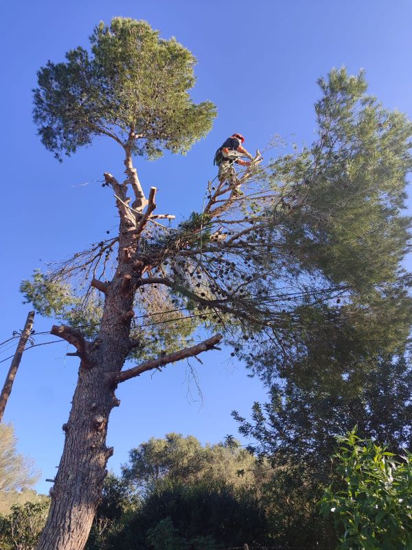 Poda de altura en Mallorca Poda de altura, poda de palmeras y pinos en Mallorca