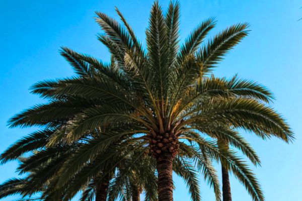 Poda en altura palmeras y pinos