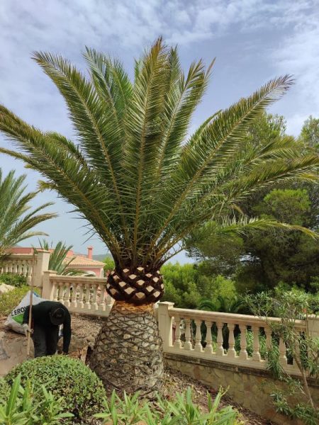 Poda de palmeras en Mallorca