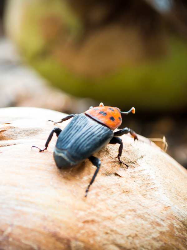 tratamientos-plagas-picudo-mallora mantenimiento, corte, siega cesped Mallorca